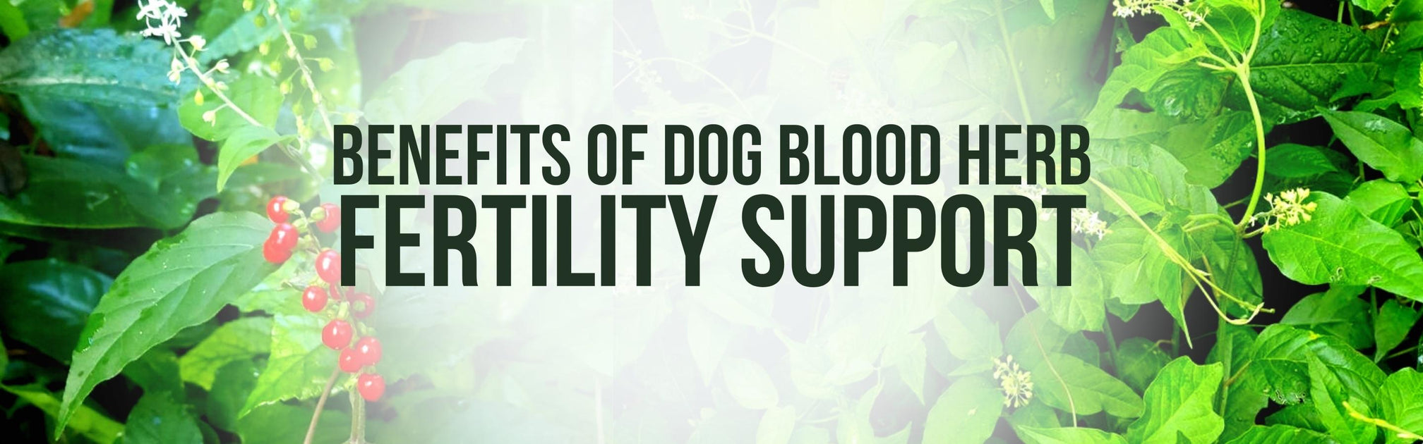 what is dog blood bush good for