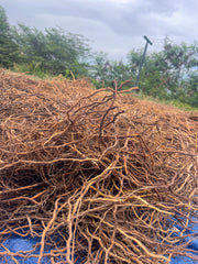 Fresh Jamaican Sarsaparilla Root in stock and ready
