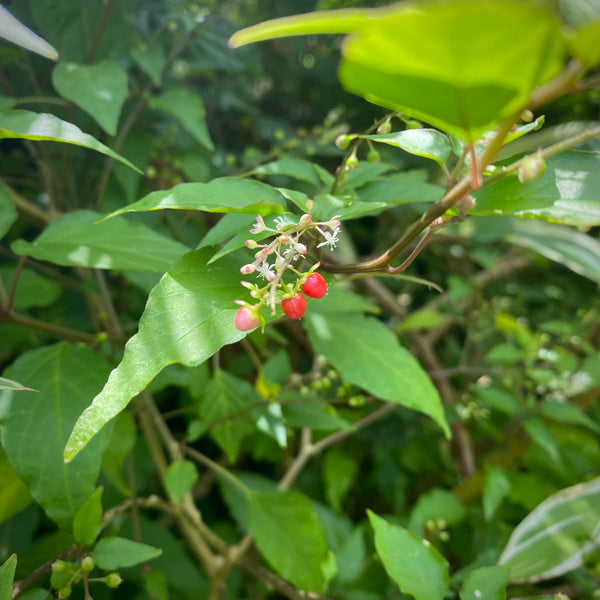 Rivinia humilis - Dog Blood Bush from Jamaica 