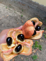 Ackee from Jamaica