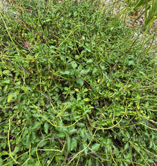 Jamaican Blue Vervain - in St. Mary