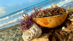 Jamaican Purple Sea Moss by the sea in a calabash