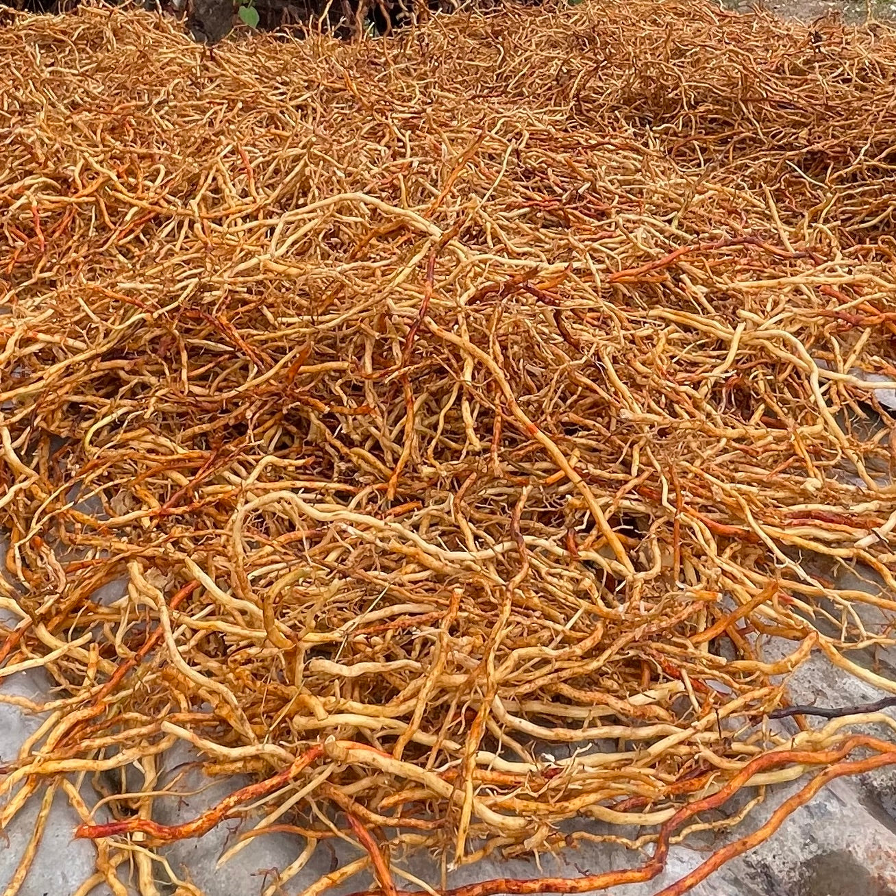 Sarsaparilla (Smilax regelii) Root, Cut and Sifted, Wild Harvested