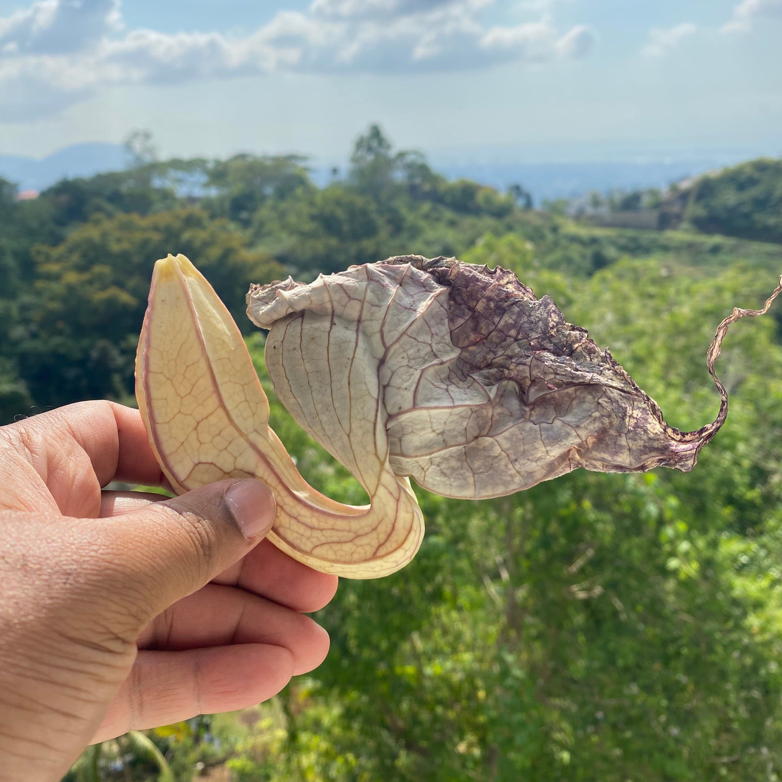 Duck flower || Contribo || Aristolochia grandiflora || The pelican flower  || [1 flower] -Retail