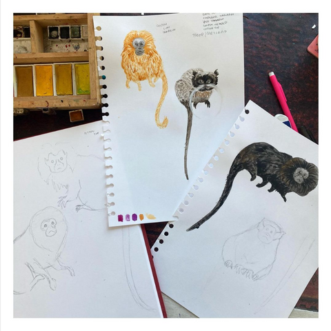 Work in progress drawings of tamarins