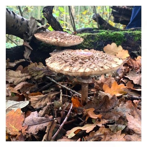 A very impressive mushroom photographed on one of Maddie's walks!