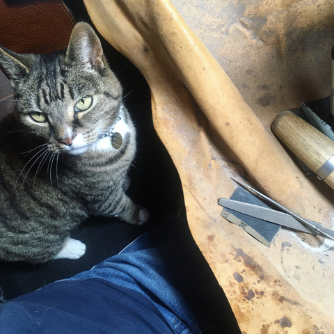 Alice's cat Bodhi is the real boss, and sits on Alice's lap while she works!