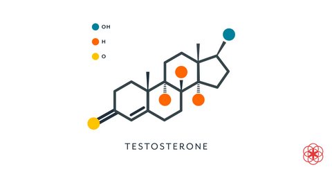 Testosterone hormone that triggers hormonal acne , how to treat hormonal acne