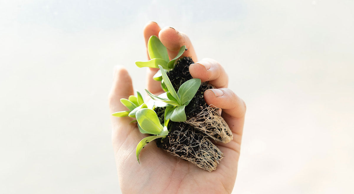 土と植物