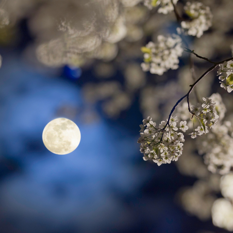 The Significance of the Flower Moon Goddess Provisions