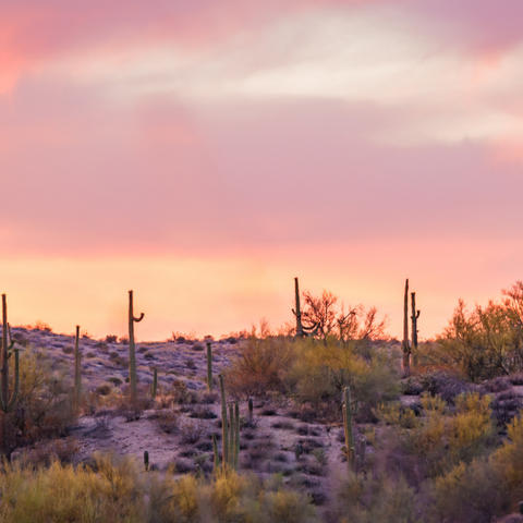 Communing with Desert Magic Goddess Provisions