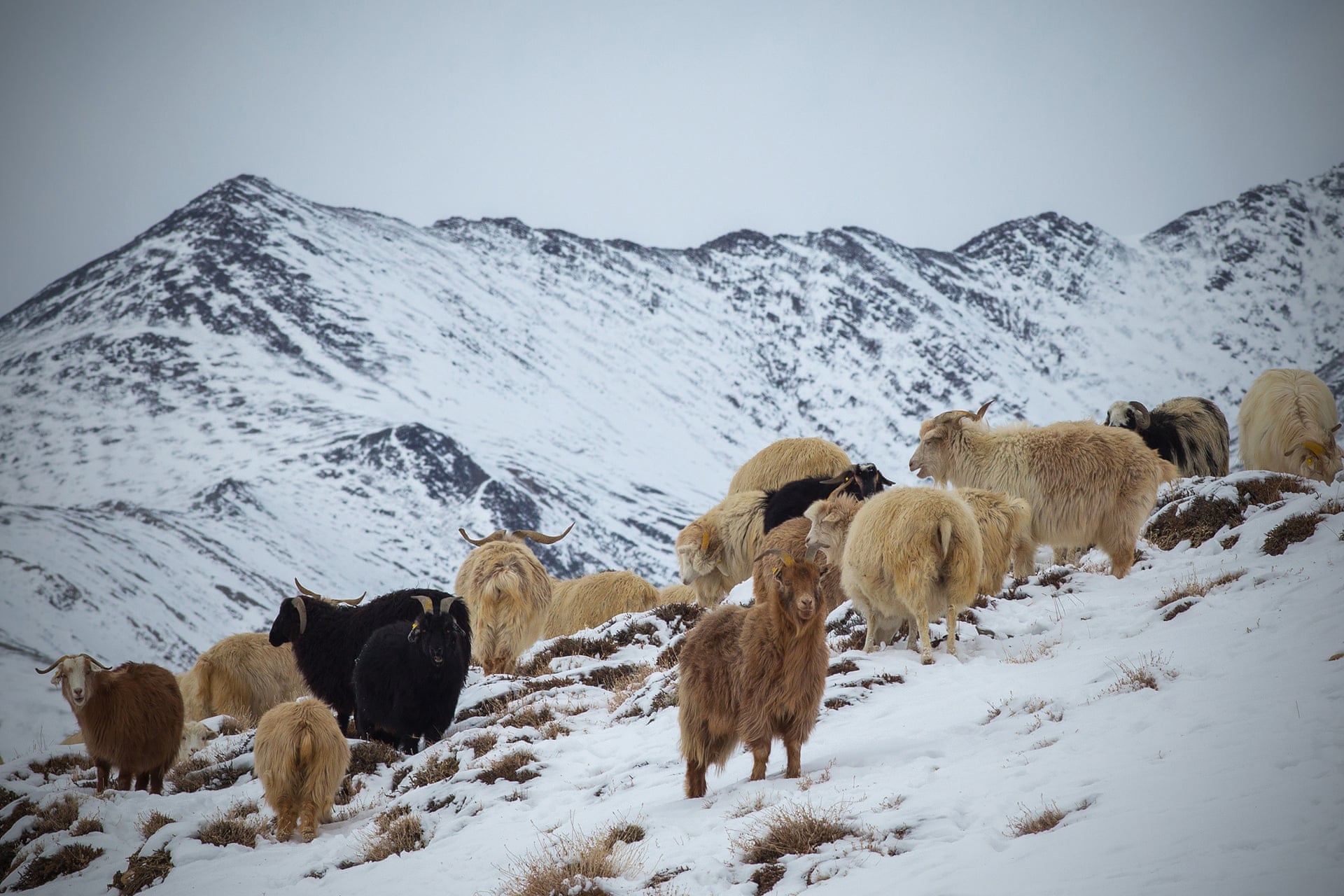 Cashmere Recycling Service