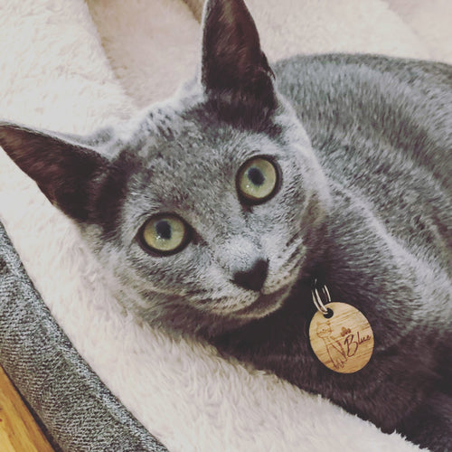 Médaille personnalisée patte pour chat et chien-Petits Compagnons
