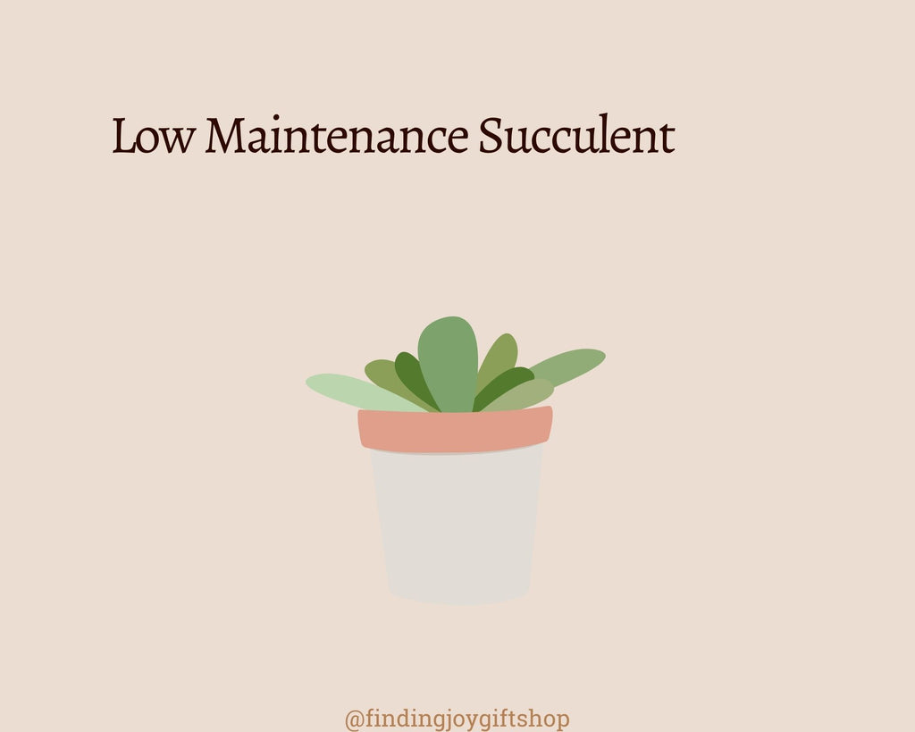 succulent