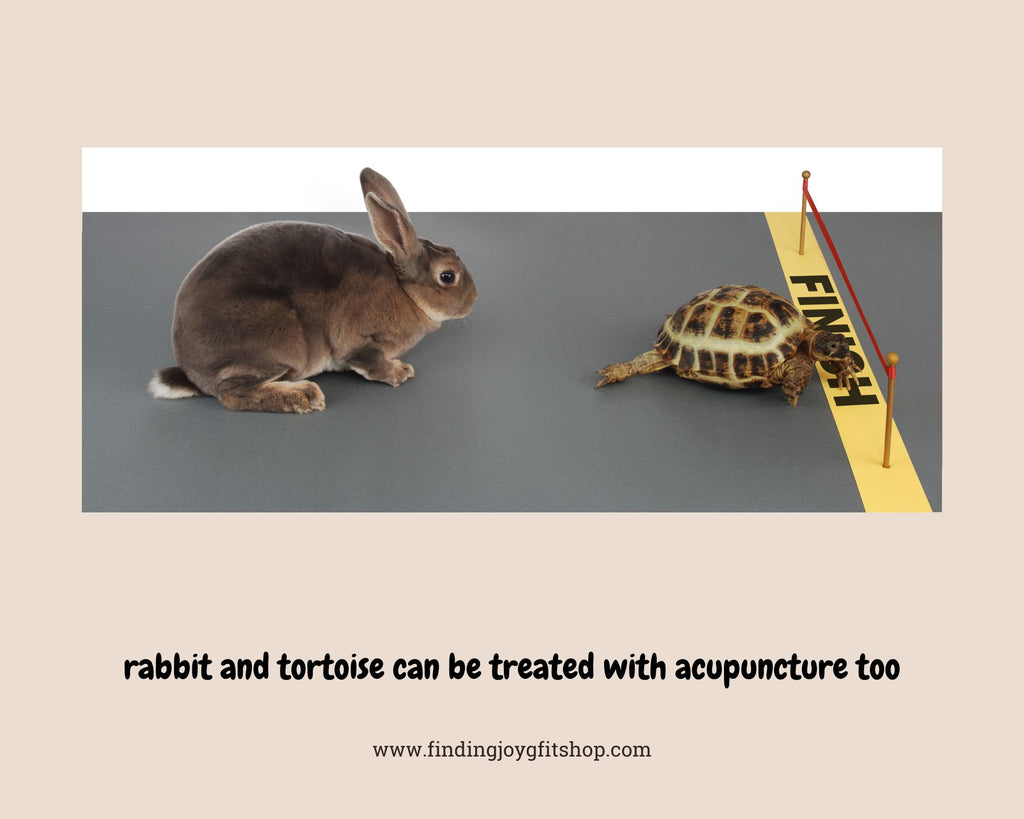 rabbit and tortoise