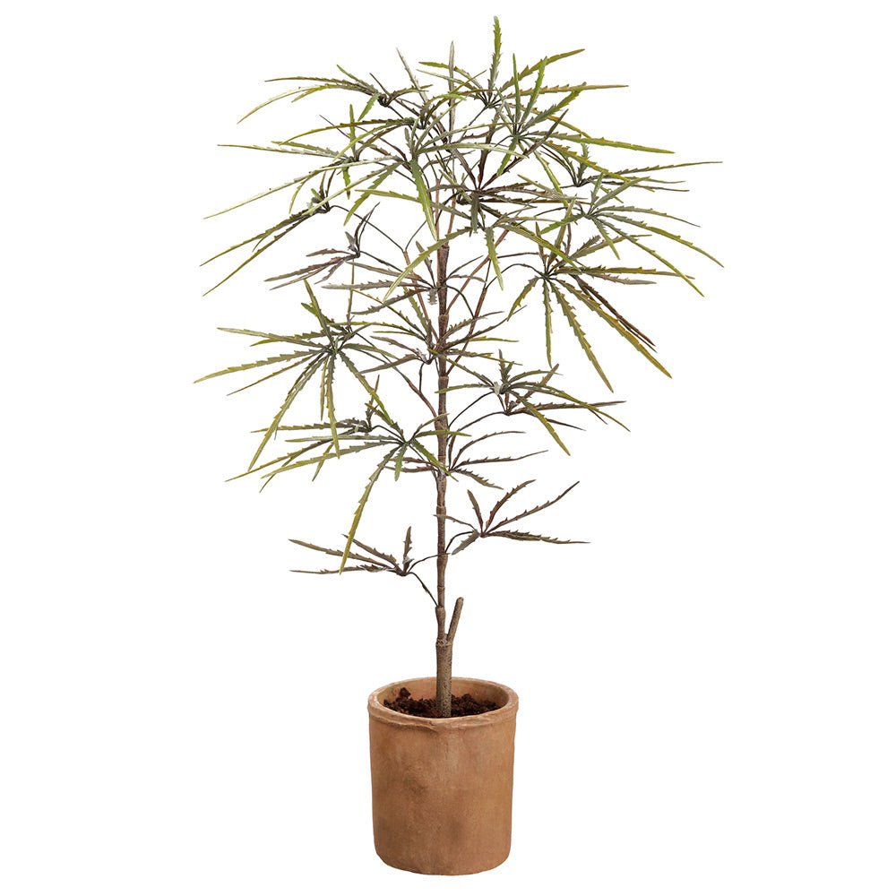 ARALIA CON MACETA DE TERRACOTA 88 CM - handgarden