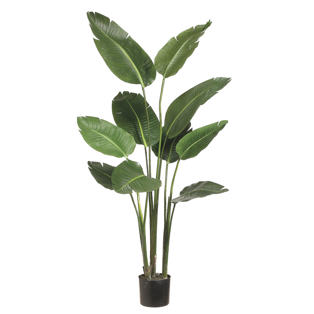 PLANTA AVE DE PARAISO 153 CM - handgarden