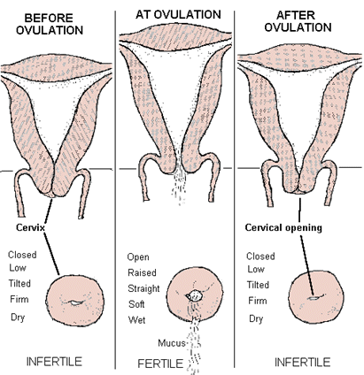 Cervical Position