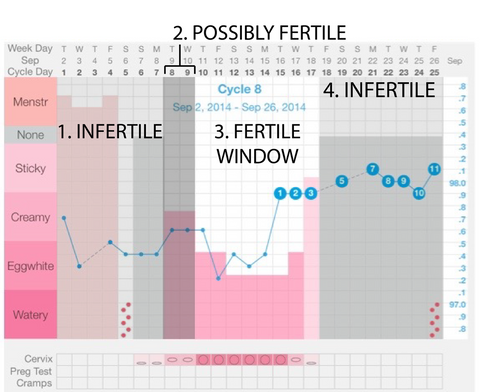 Three phases of the fertile window during the menstrual cycle