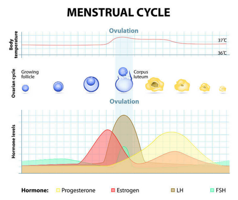 how to keep track of basal body temperature during the menstrual cycle