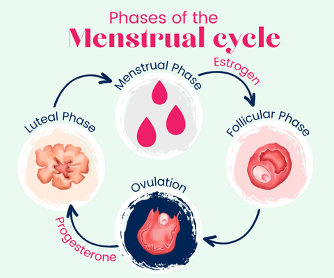 Cycle showing the four stages and also the hormones involved