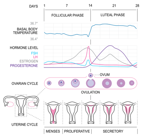 Estrogen & Progesterone During the Menstrual Cycle