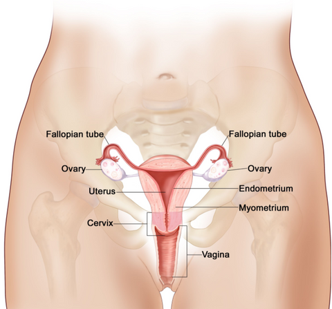 womans anatomy - cervix placement