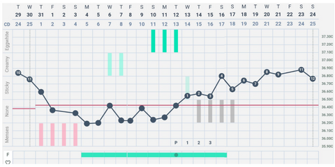 Cycle showing temperatures and ovulation, cervical mucus and menstruation