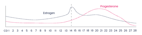 Estrogen and progesterone levels displayed on a 28 day cycle