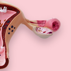 Picture of a female reproductive system model