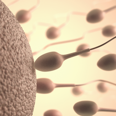 sperm reaching egg