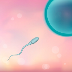 Sperm approaching egg for fertilization