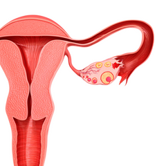 ovaries and uterus