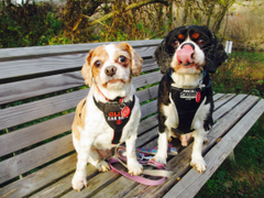 Two Cavalier King Charles Spaniels - sometimes we turn to pets when we struggle with infertility