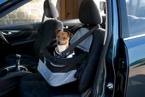 dog in secured crate