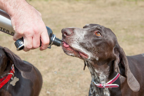 dog drinking