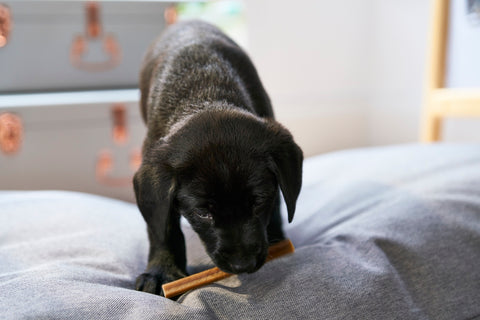 puppy eating whimzees dental chew