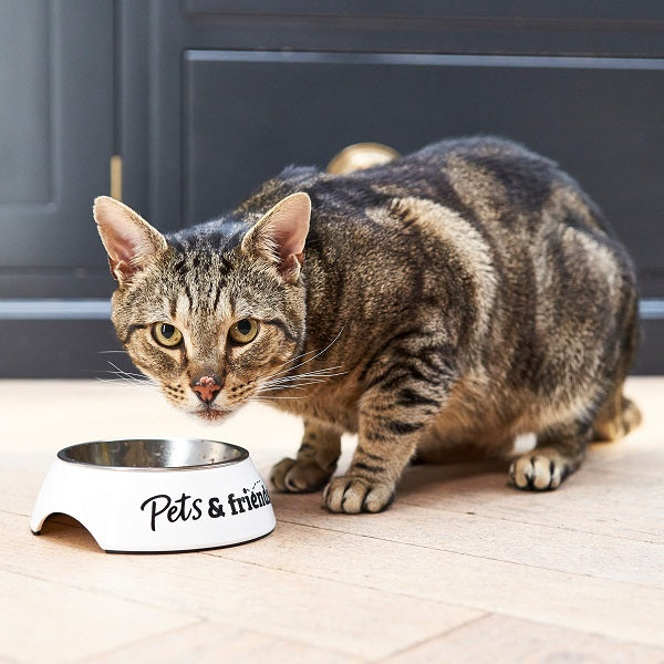 cat eating from bowl