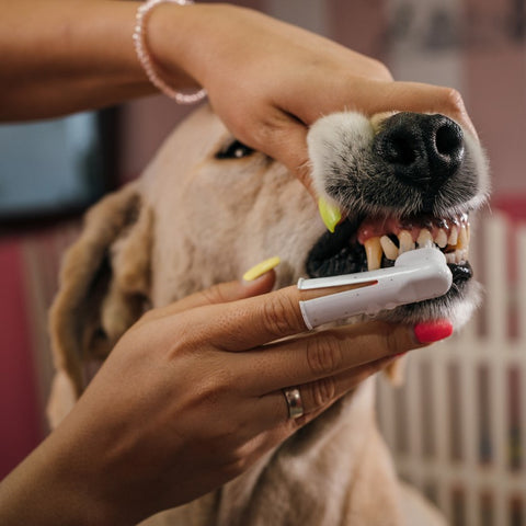 dog teeth cleaning with finger toothbrush
