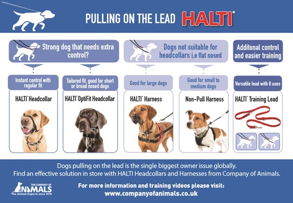 why do dogs pull on the lead