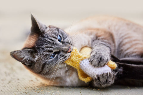 cat chewing on a toy