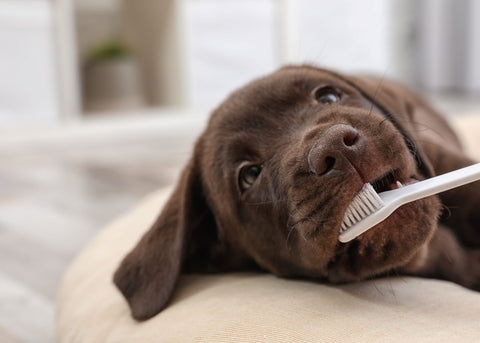dog tooth brush