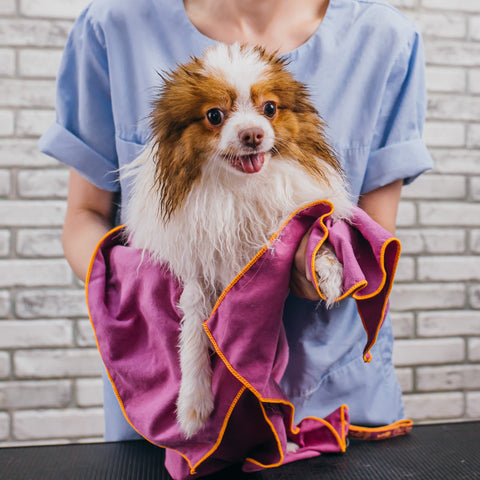 puppy bath