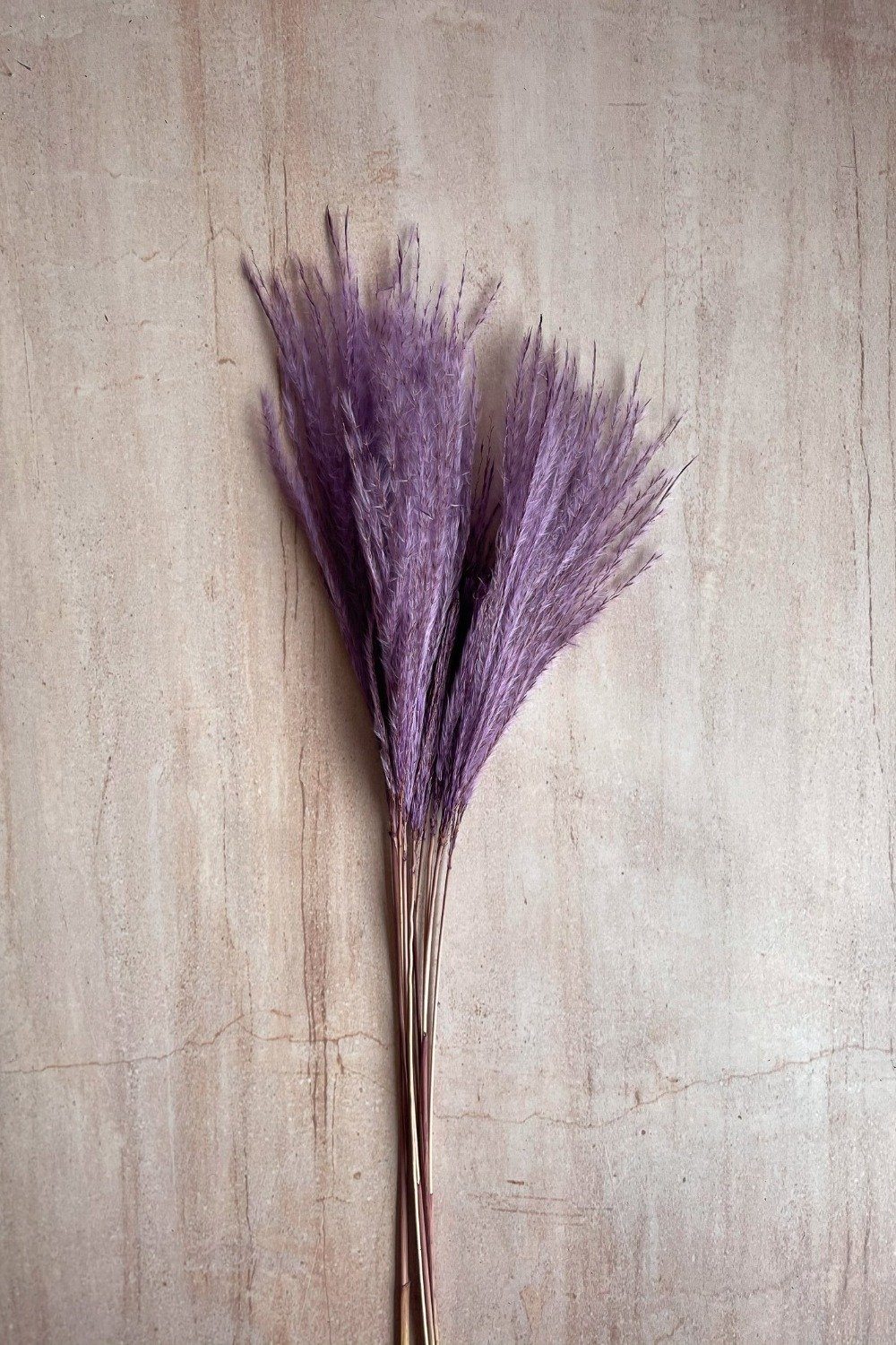 Dried Stipa Grass Mini Bunch Purple Blume