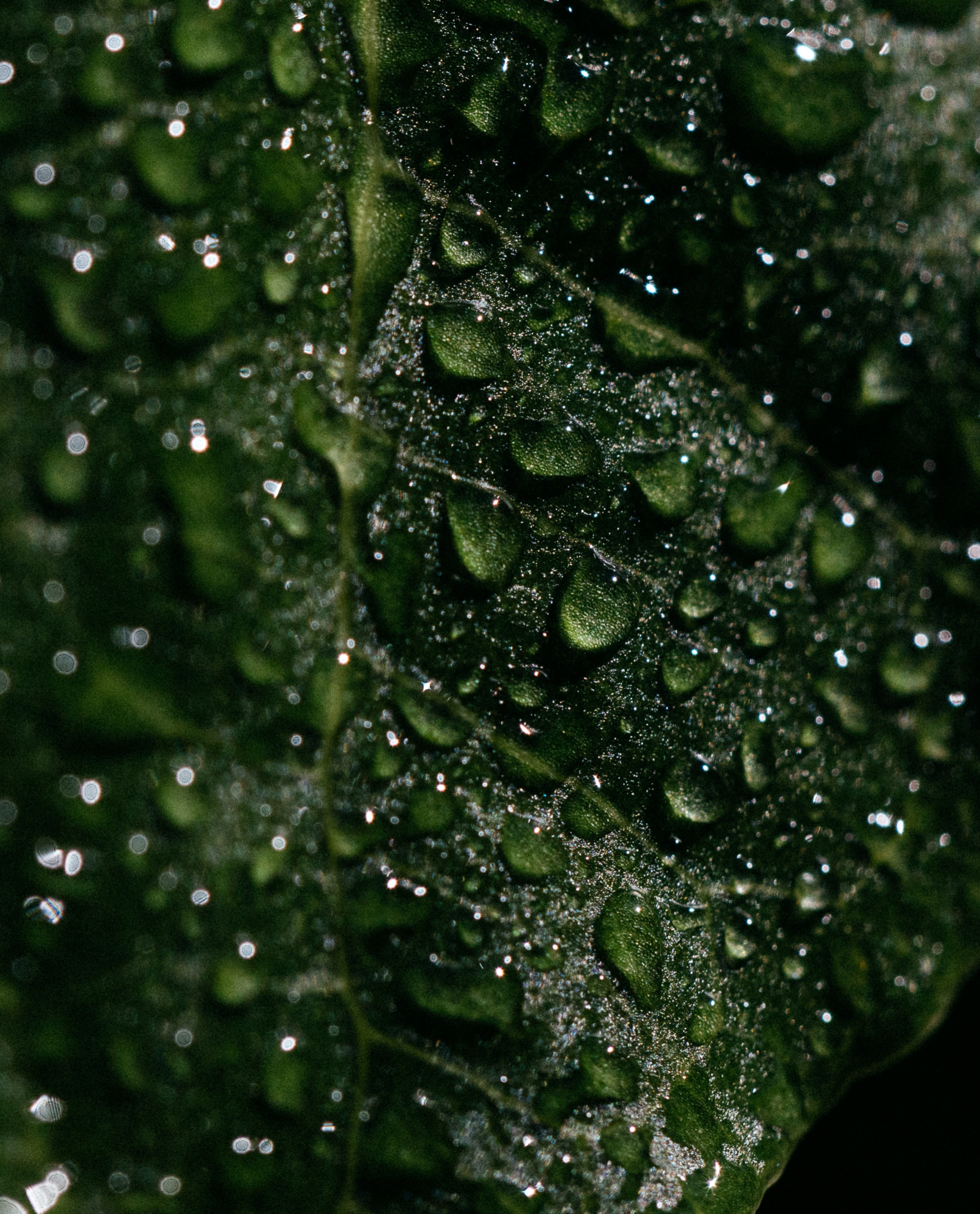 Kawakawa - Everything You Need To Know About This Amazing Native Plant –  Aotea Store