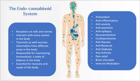 The Endo-cannabinoid system