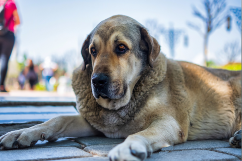 CBD for Dog