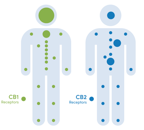 CBD receptors in the nervous system