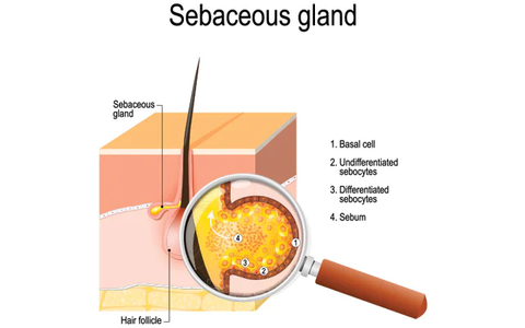 Sebum Regulation