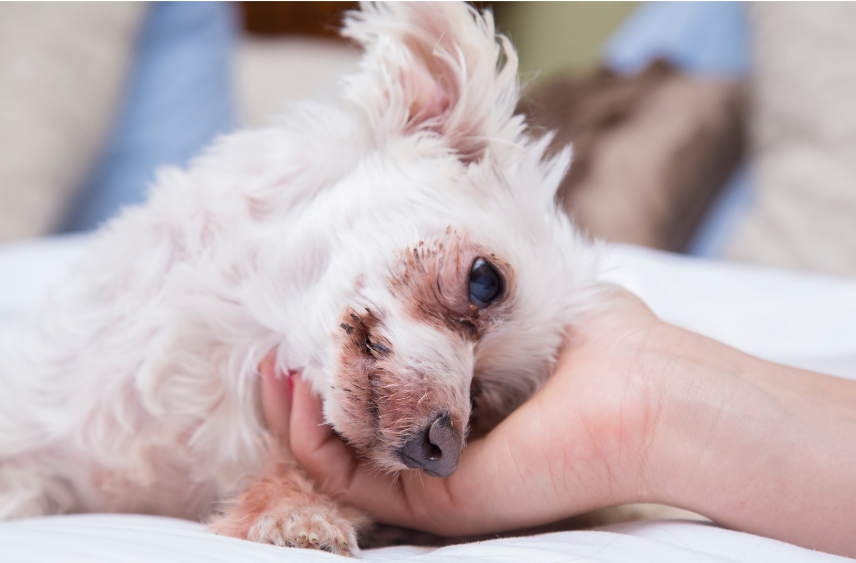 how long can vestibular disease last in dogs